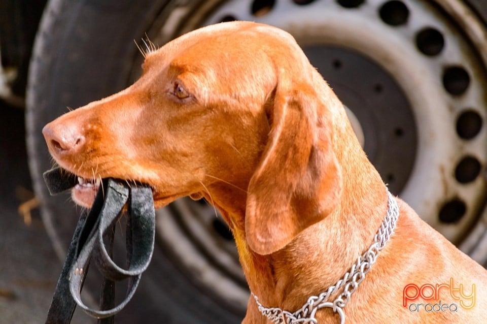 Expoziţie de frumuseţe canină, Oradea