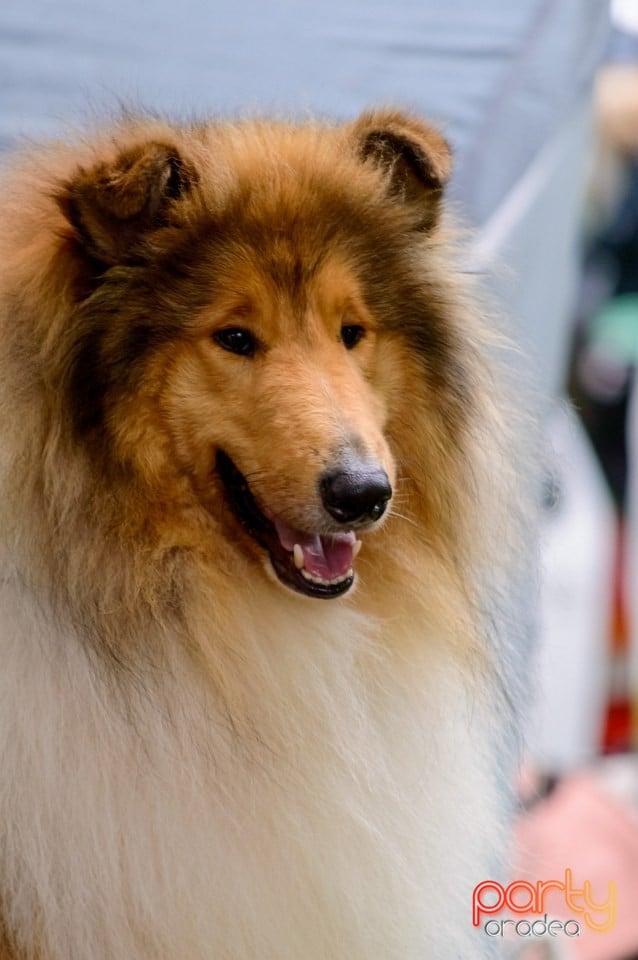 Expoziţie de frumuseţe canină, Oradea