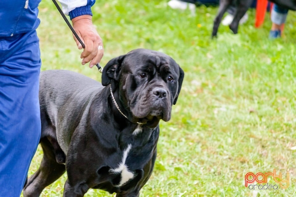 Expoziţie de frumuseţe canină, Oradea