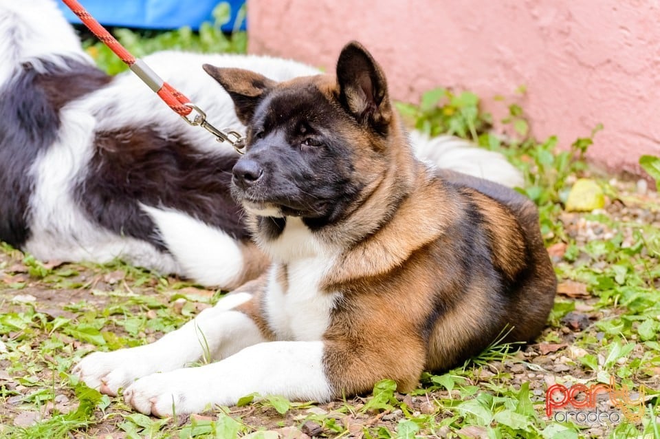 Expoziţie de frumuseţe canină, Oradea