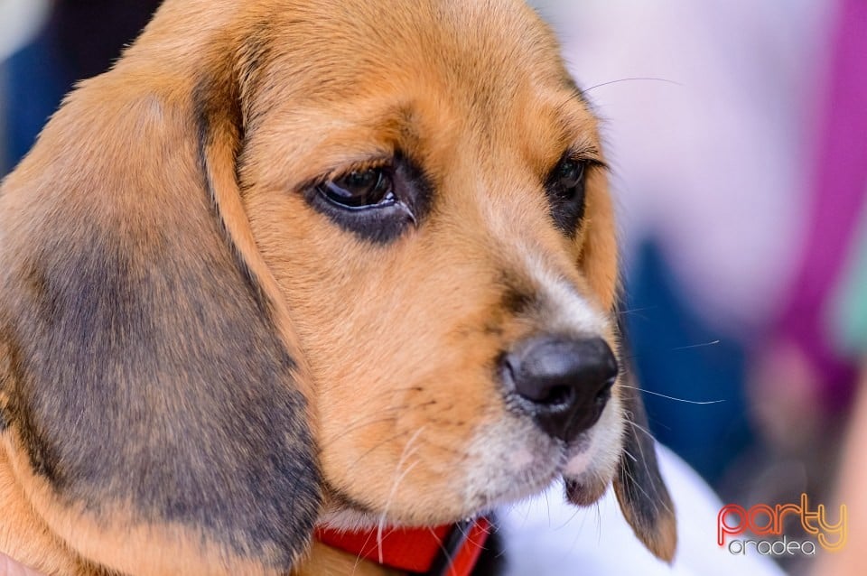 Expoziţie de frumuseţe canină, Oradea