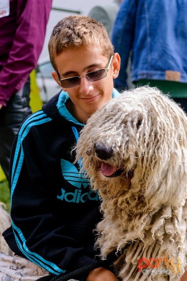 Expoziţie de frumuseţe canină, Oradea