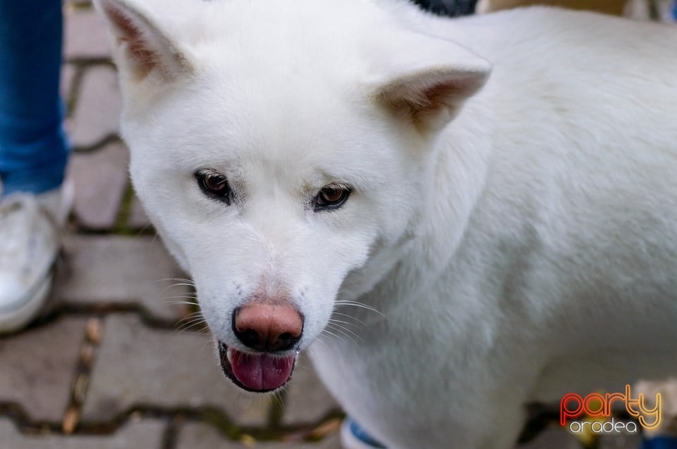 Expoziţie de frumuseţe canină, Oradea