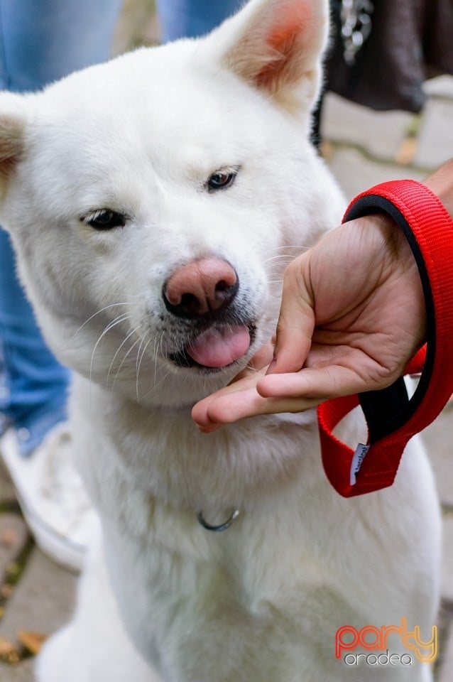 Expoziţie de frumuseţe canină, Oradea