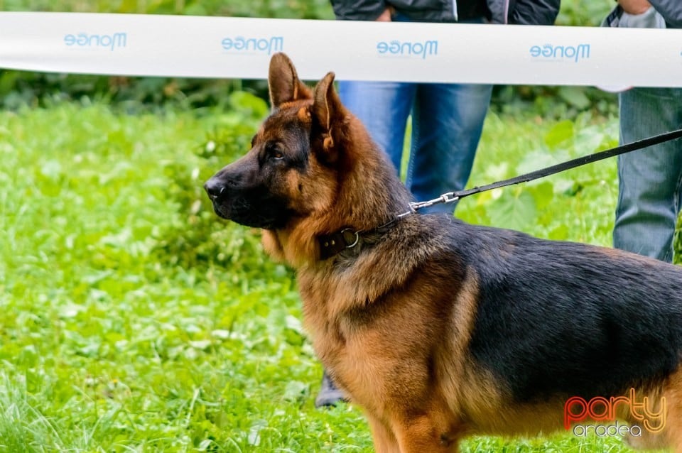 Expoziţie de frumuseţe canină, Oradea