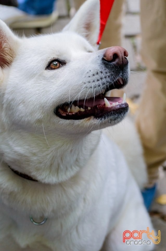 Expoziţie de frumuseţe canină, Oradea