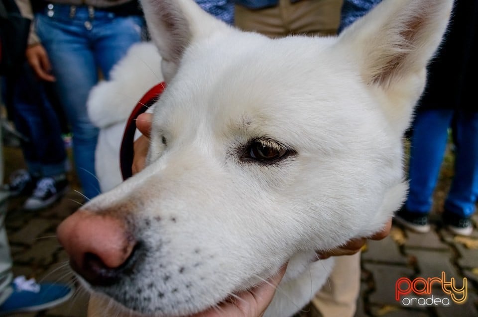 Expoziţie de frumuseţe canină, Oradea