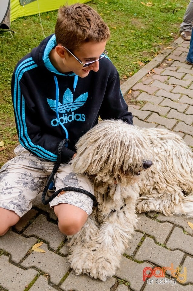 Expoziţie de frumuseţe canină, Oradea