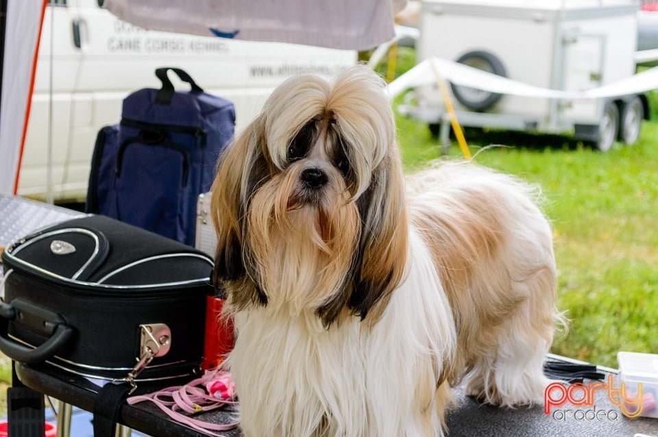 Expoziţie de frumuseţe canină, Oradea