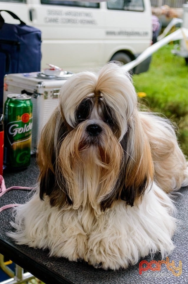 Expoziţie de frumuseţe canină, Oradea