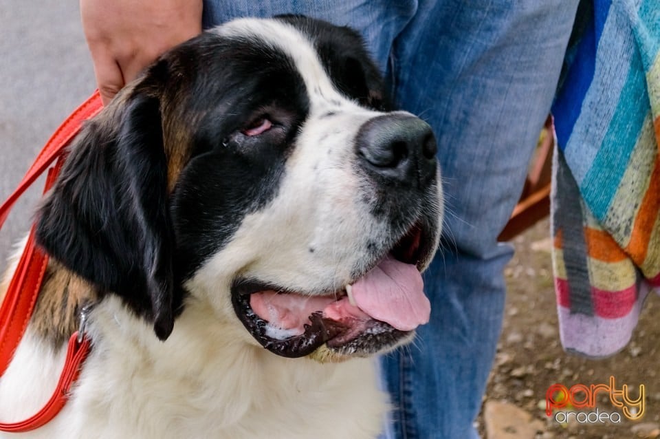 Expoziţie de frumuseţe canină, Oradea