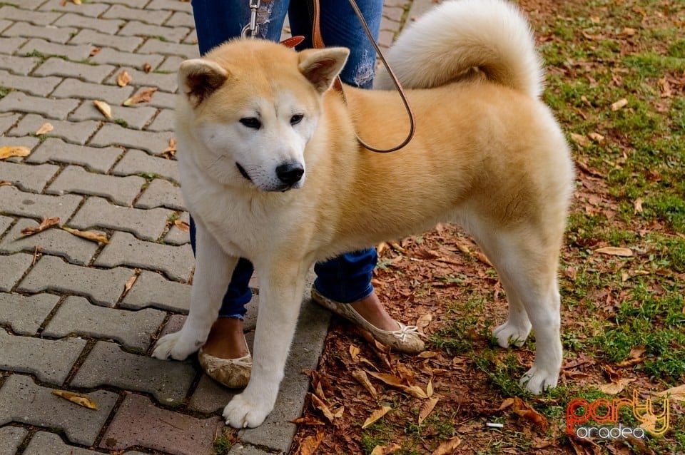 Expoziţie de frumuseţe canină, Oradea