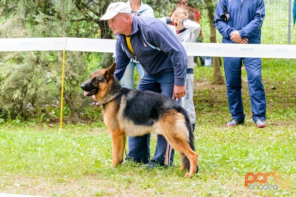 Expoziţie de frumuseţe canină, Oradea