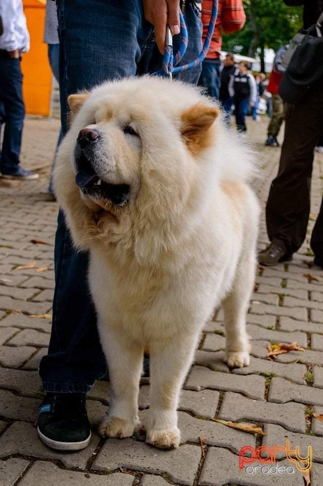 Expoziţie de frumuseţe canină, Oradea