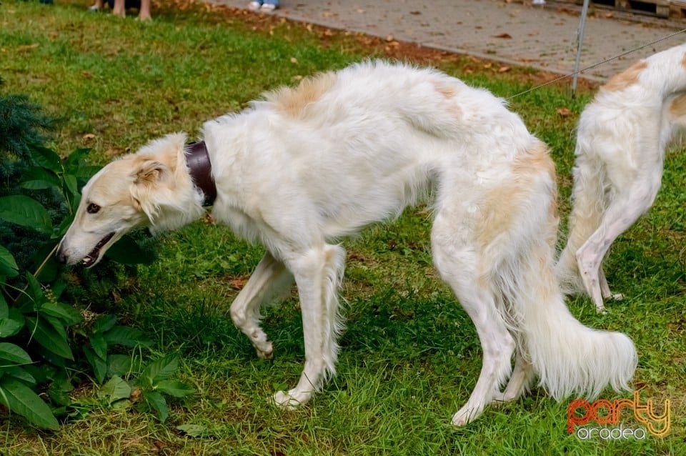 Expoziţie de frumuseţe canină, Oradea