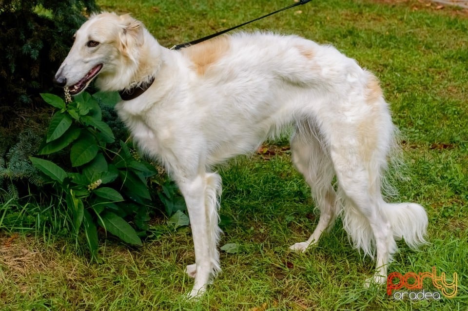 Expoziţie de frumuseţe canină, Oradea