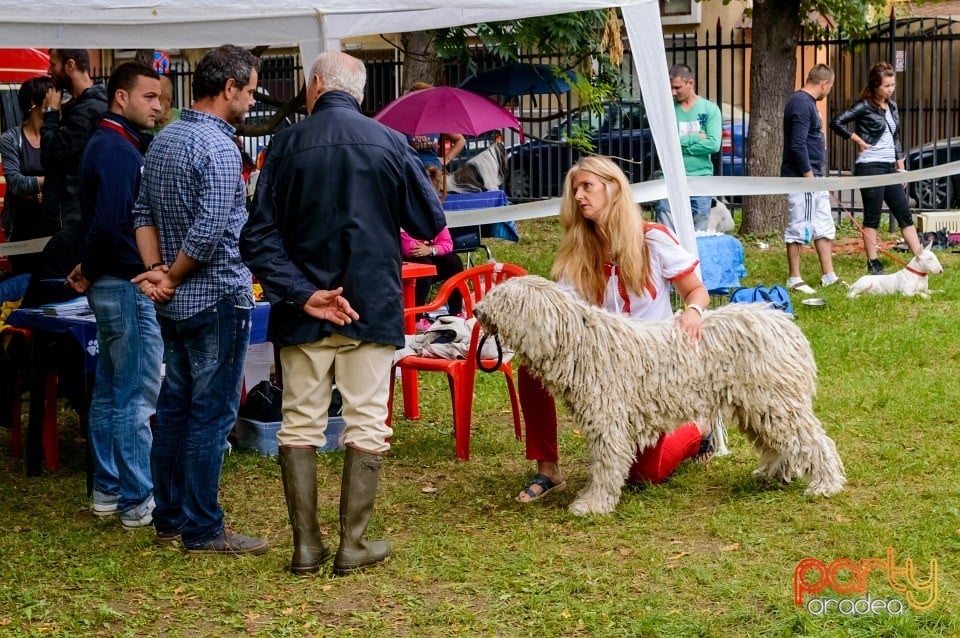 Expoziţie de frumuseţe canină, Oradea