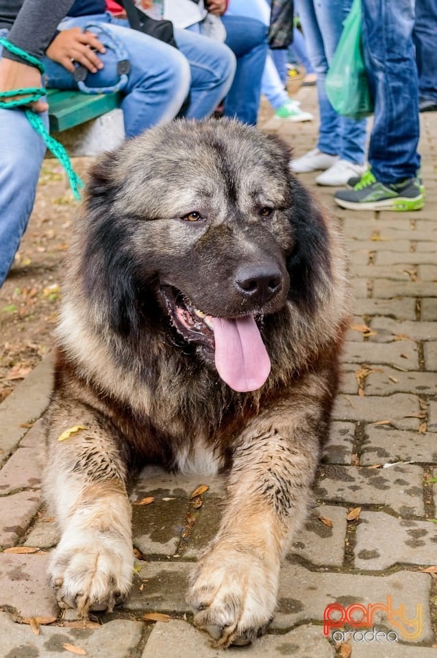 Expoziţie de frumuseţe canină, Oradea