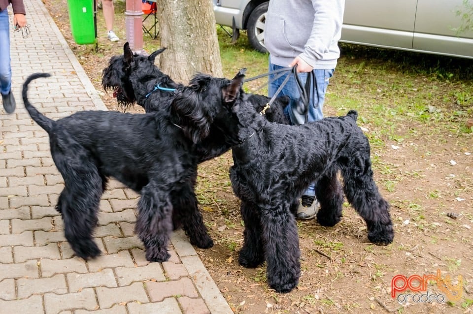 Expoziţie de frumuseţe canină, Oradea