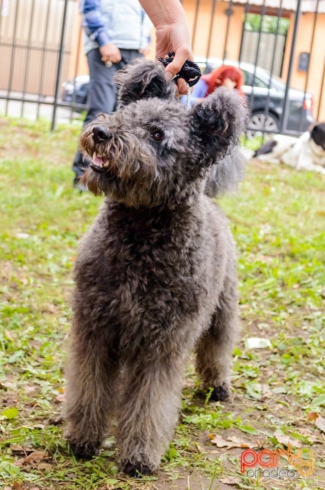 Expoziţie de frumuseţe canină, Oradea