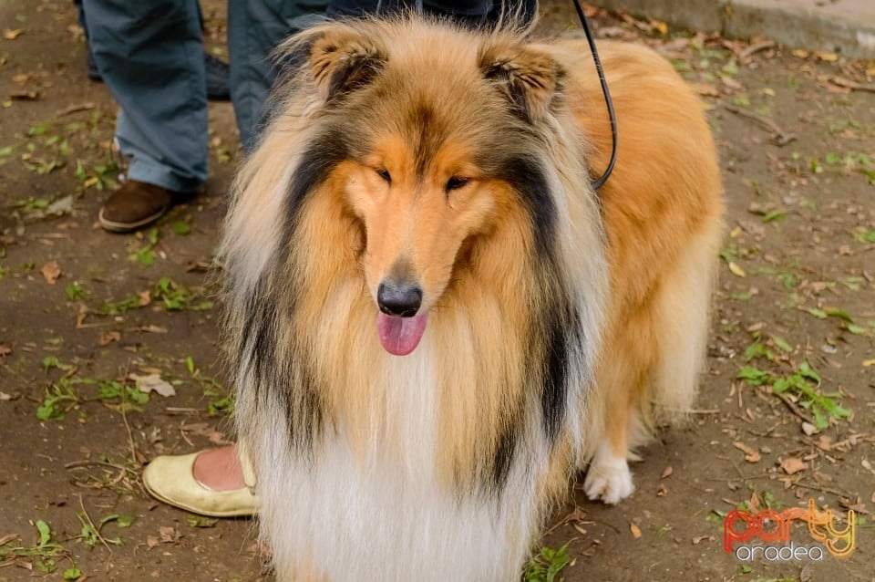 Expoziţie de frumuseţe canină, Oradea