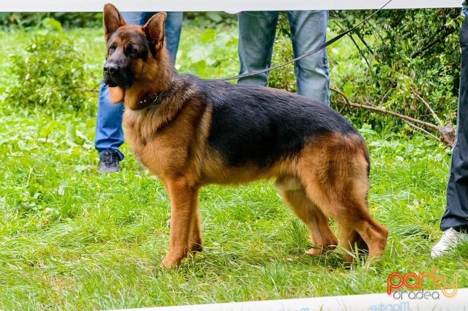 Expoziţie de frumuseţe canină, Oradea