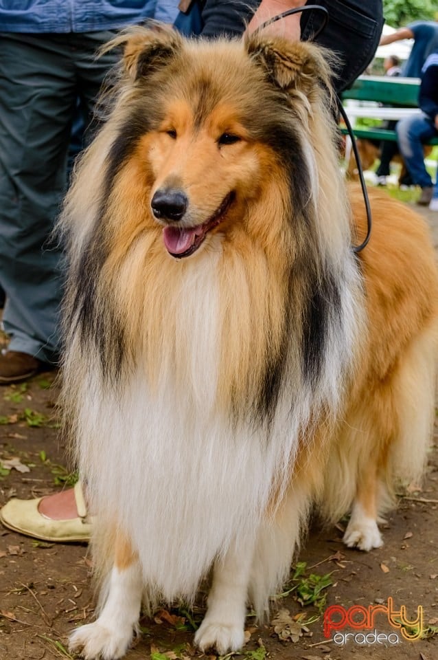 Expoziţie de frumuseţe canină, Oradea