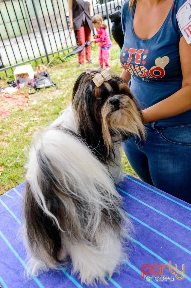 Expoziţie de frumuseţe canină, Oradea