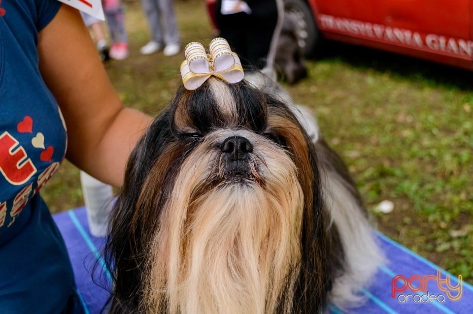 Expoziţie de frumuseţe canină, Oradea