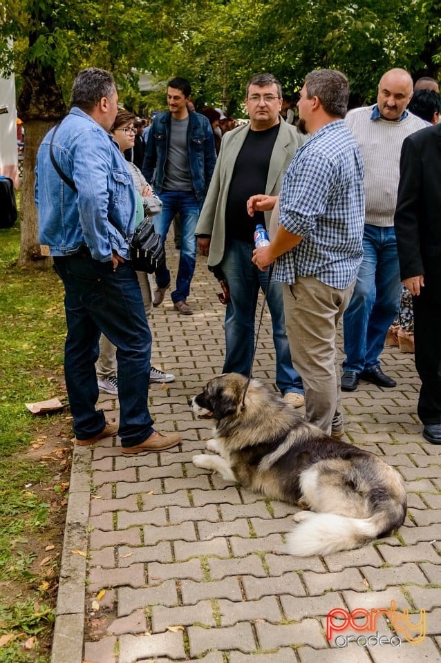 Expoziţie de frumuseţe canină, Oradea