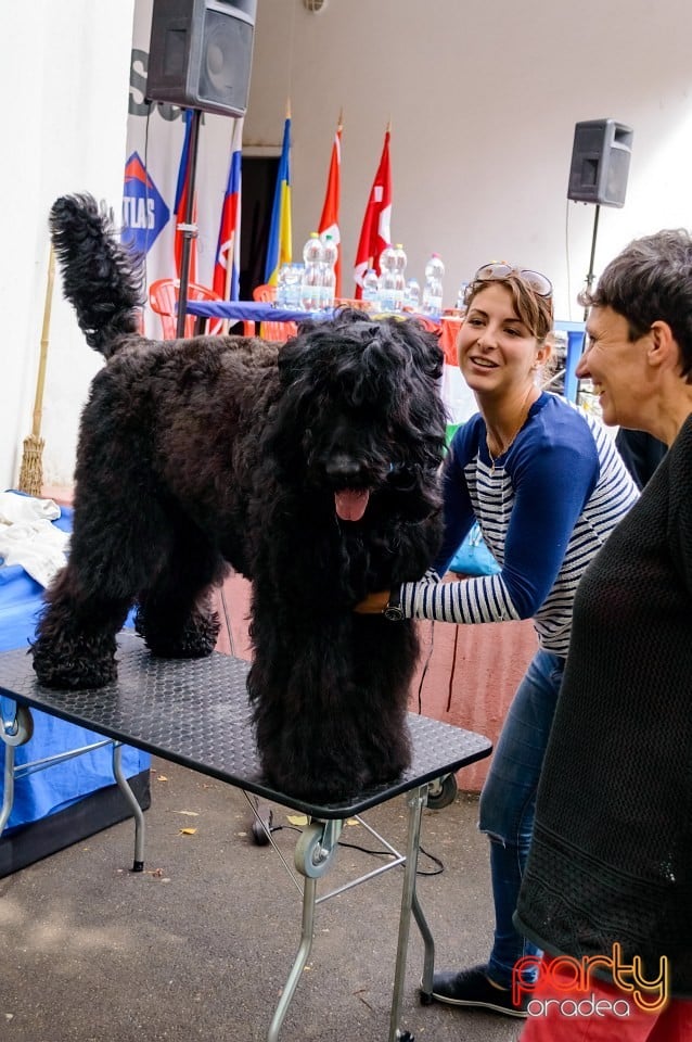 Expoziţie de frumuseţe canină, Oradea