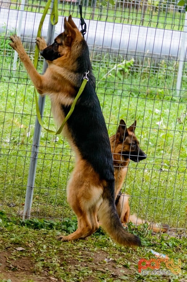 Expoziţie de frumuseţe canină, Oradea