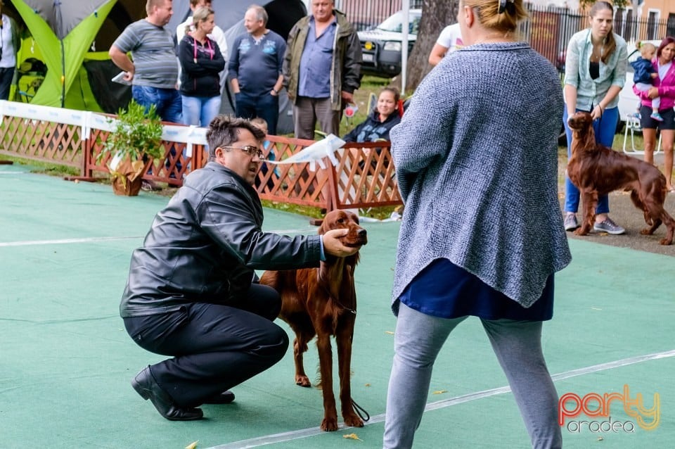 Expoziţie de frumuseţe canină, Oradea