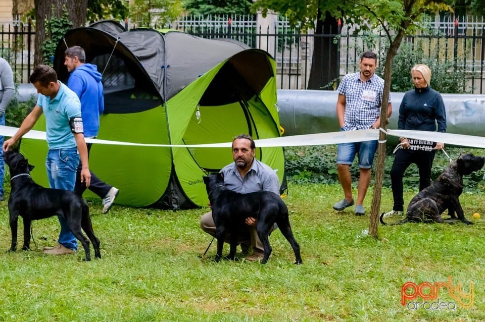 Expoziţie de frumuseţe canină, Oradea