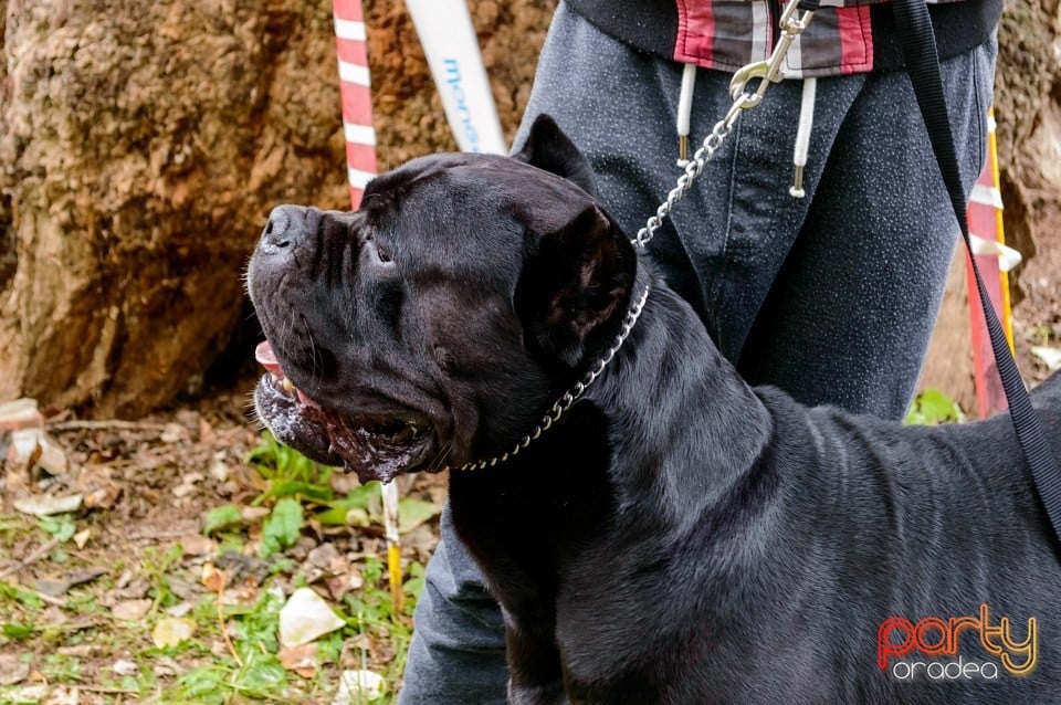 Expoziţie de frumuseţe canină, Oradea