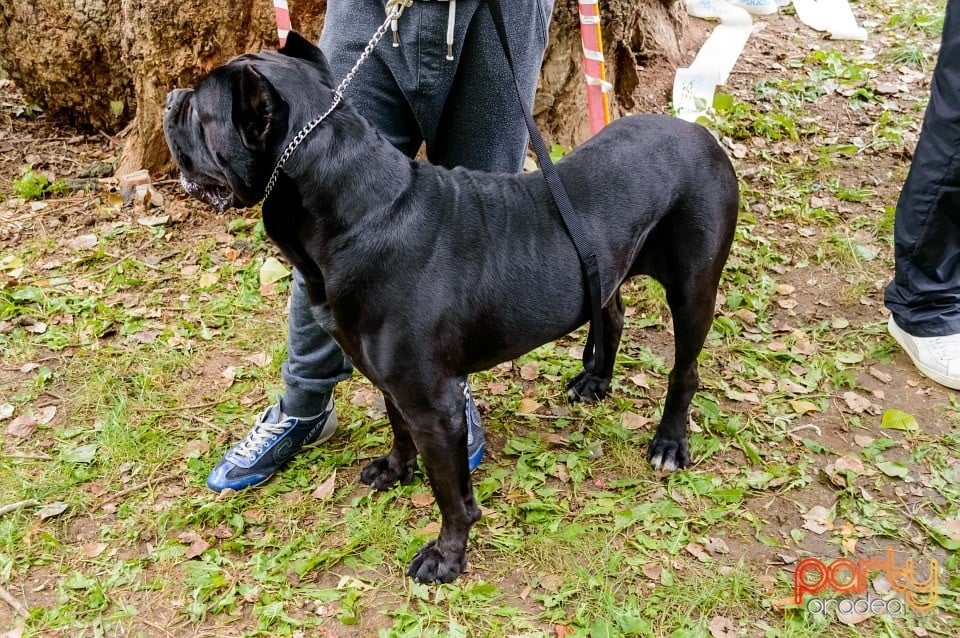 Expoziţie de frumuseţe canină, Oradea