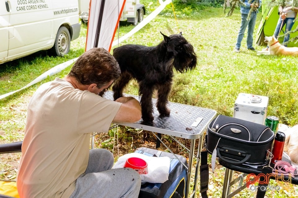 Expoziţie de frumuseţe canină, Oradea