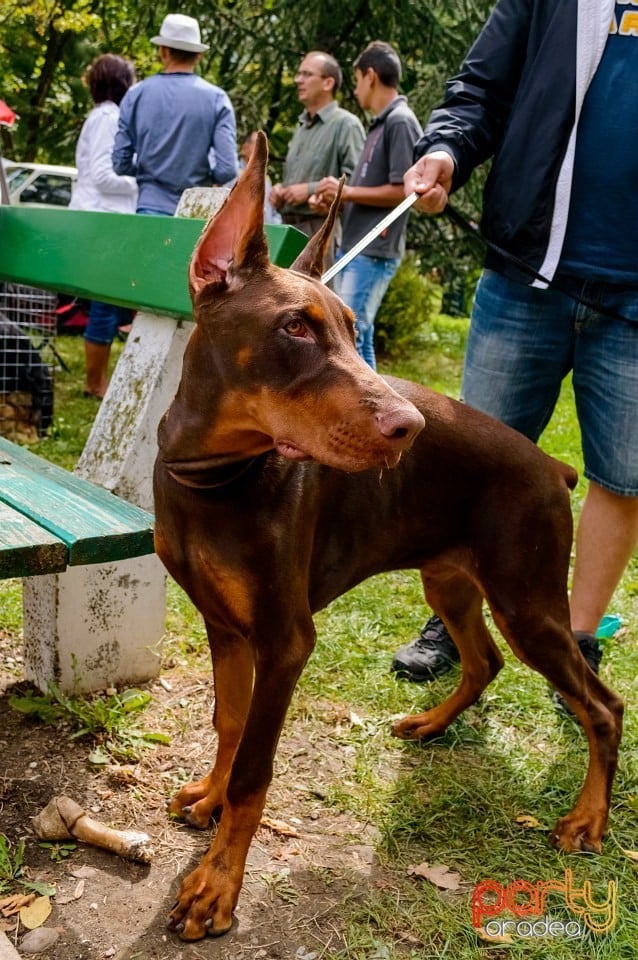 Expoziţie de frumuseţe canină, Oradea