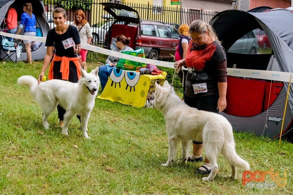 Expoziţie de frumuseţe canină, Oradea