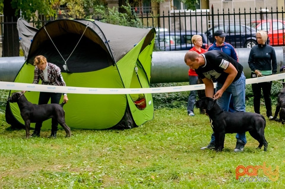 Expoziţie de frumuseţe canină, Oradea