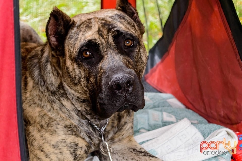 Expoziţie de frumuseţe canină, Oradea