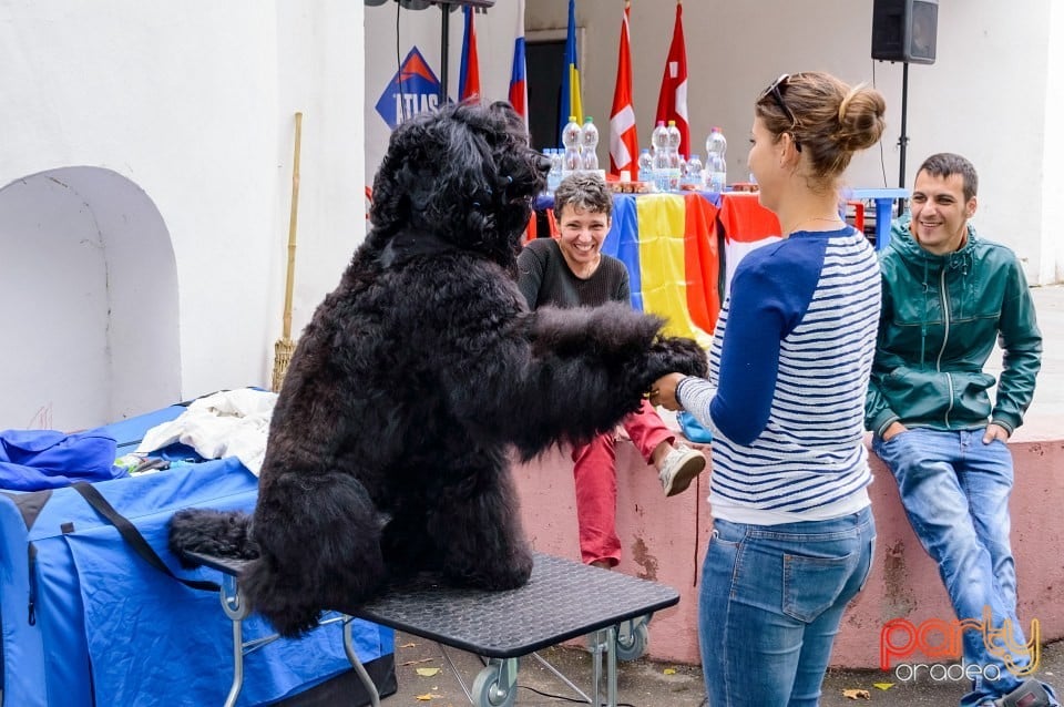 Expoziţie de frumuseţe canină, Oradea