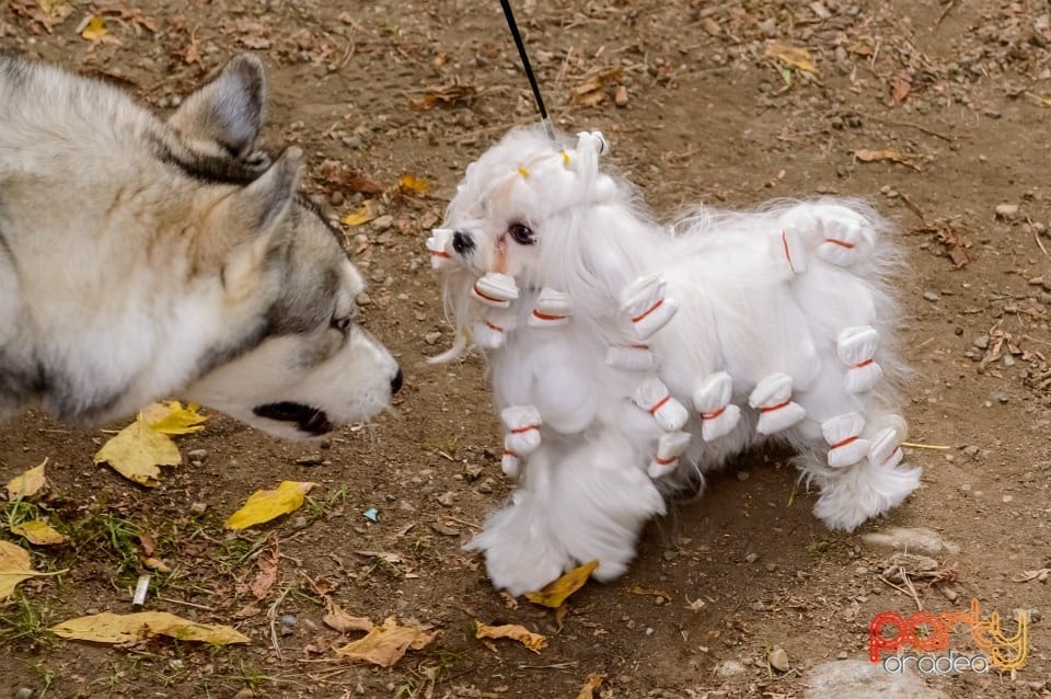 Expoziţie de frumuseţe canină, Oradea