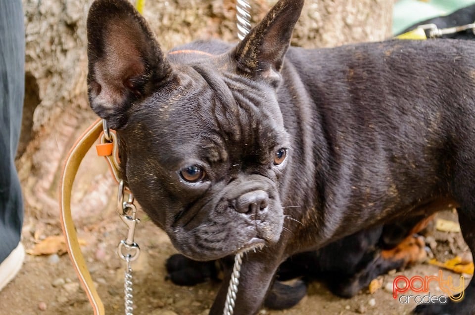 Expoziţie de frumuseţe canină, Oradea