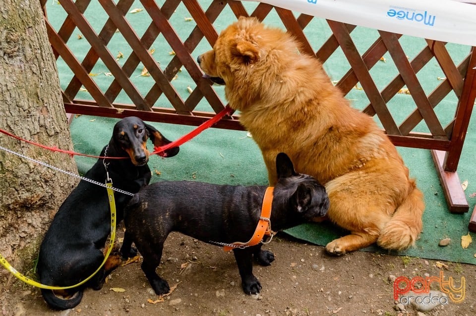 Expoziţie de frumuseţe canină, Oradea