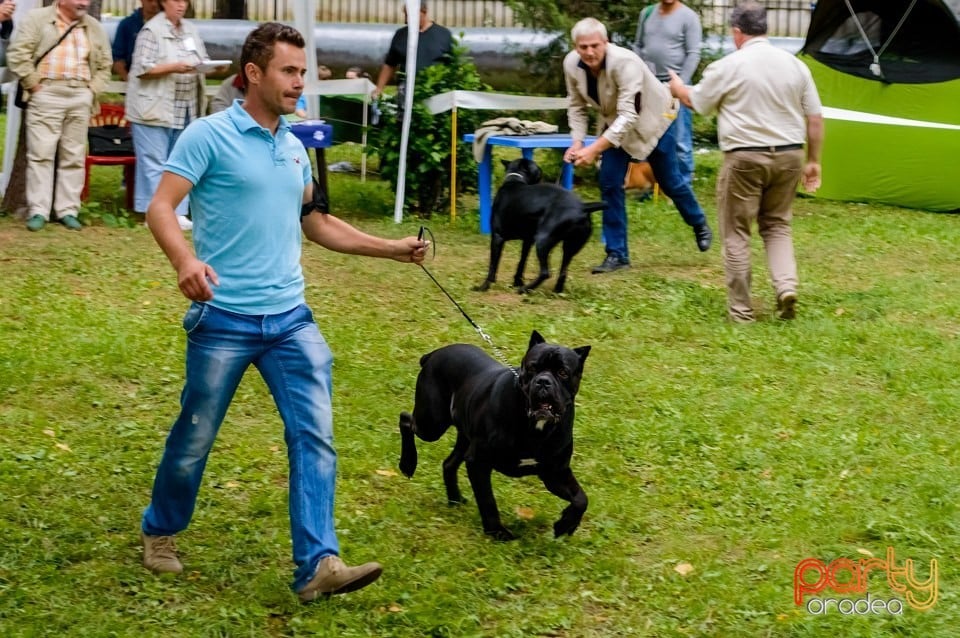 Expoziţie de frumuseţe canină, Oradea