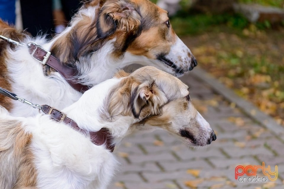 Expoziţie de frumuseţe canină, Oradea