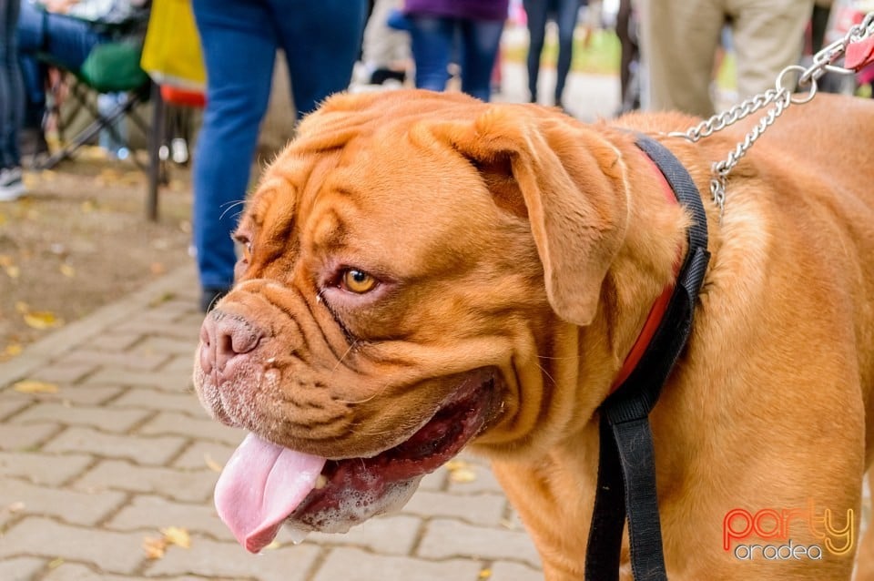 Expoziţie de frumuseţe canină, Oradea