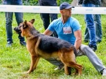 Expoziţie de frumuseţe canină