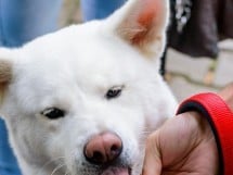 Expoziţie de frumuseţe canină